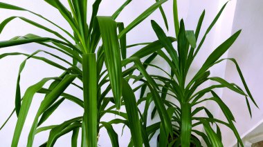 Büyük ev bitkileri, beyaz bir duvarın karşısında büyük yeşil yapraklı çiçekler. Panorama. İç kısımda yeşil bitkiler