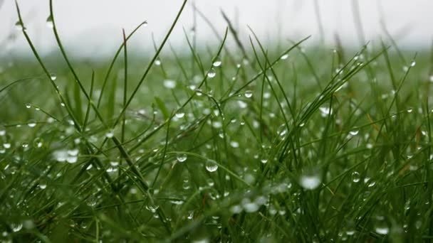 Duże Krople Wody Zielonej Trawie Deszczu Zbliżenie Tło Postaci Kropel — Wideo stockowe
