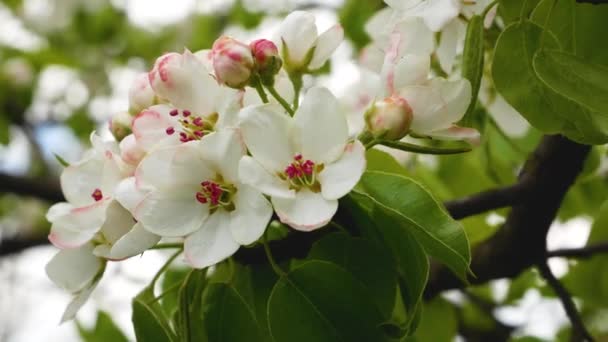 Grandes Flores Brancas Uma Pêra Florescente Primavera Jardins Floridos Primavera — Vídeo de Stock