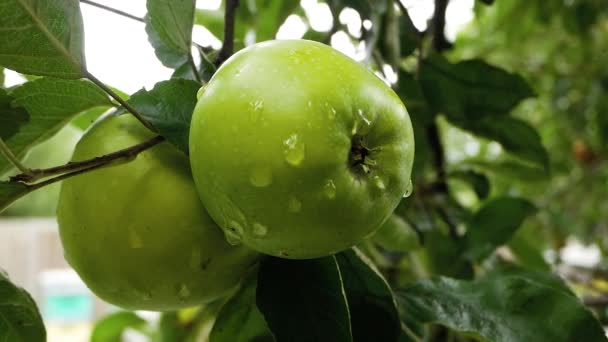 夏に庭のリンゴの木の枝に大きな緑のリンゴが葉の間にぶら下がっています リンゴには雨 露の大きな滴があります 庭で成長しているリンゴ 有機果実 成長する果実 — ストック動画