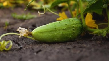 Bahçedeki yeşil yeşillik ve salatalık çiçeklerine karşı bir dalda taze yeşil salatalık. Bahçeden masaya taze taze sebzeler. Bahçede sebze yetiştiriyor. Şey...