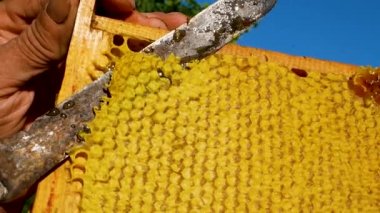Arıcı bıçağı bal çerçevesinden ince bir balmumu tabakasını keser. Bıçağın altından kalın altın bal akıyor. Arı kovanında bal topluyorum.