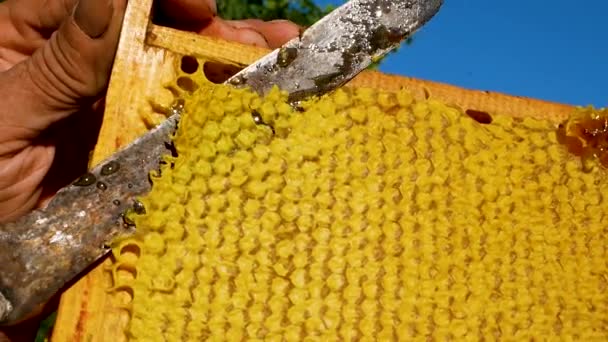 養蜂家のナイフは 蜂蜜のフレームからワックスの薄い層をカットします 太い黄金の蜂蜜がナイフの下から流れてくる 桃の実を収穫する — ストック動画