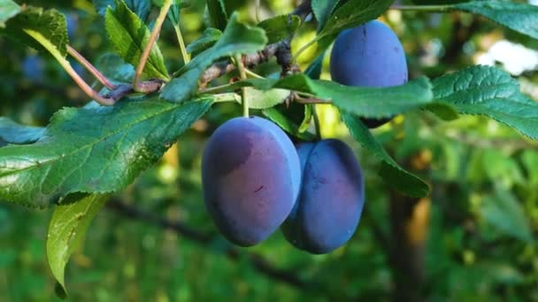 花园里树枝上的叶子中夹着成熟的 甜蓝色的大李子 夏天水果成熟了 甜甜的维生素甜点 — 图库视频影像