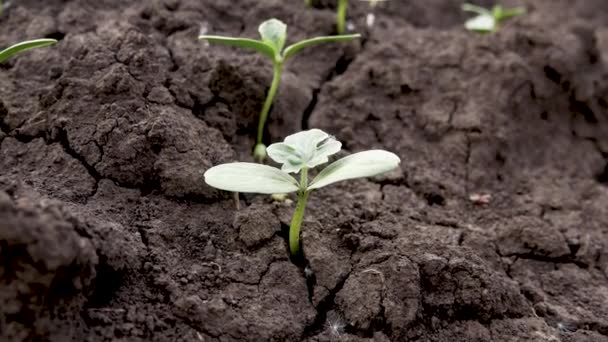 黑色裂开的土地上的绿色小植物芽 春天种花 农业和植物护理 — 图库视频影像