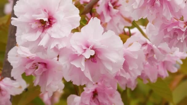 淡粉色的樱花在风中摇曳 在树叶中摇曳 天气的概念 春天的温情 春天的大自然的觉醒 — 图库视频影像