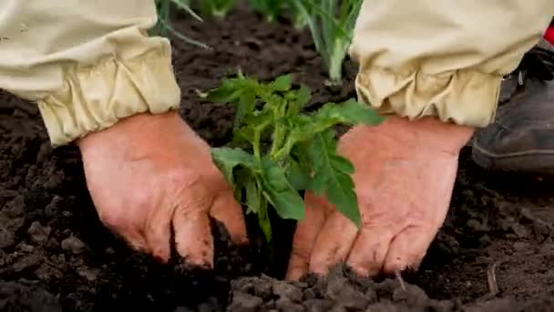 Des Mains Féminines Méconnaissables Plantent Des Plants Tomate Dans Sol — Video