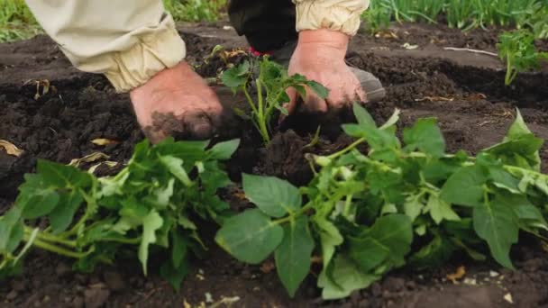 農家の手は地面にトマトの苗を植えます 近くにはトマトの苗があります ベッドの中で有機野菜を栽培 — ストック動画