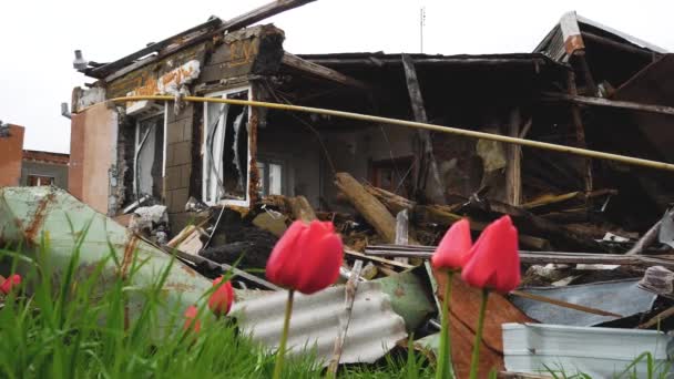 Tulipanes Rojos Primavera Cerca Edificio Residencial Destruido Por Ataque Con — Vídeo de stock
