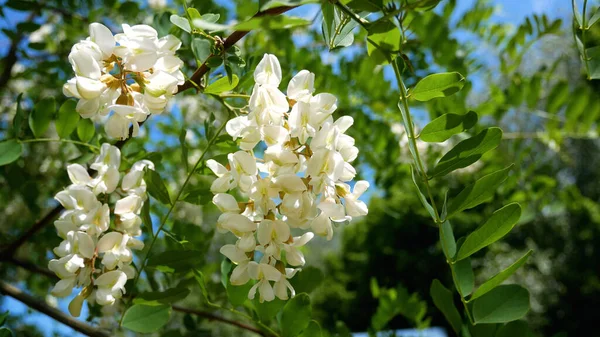 Clusters of white acacia flowers on a tree against a blue sky. On the acacia flower, the bee collects nectar. Flowering of honey plants in spring