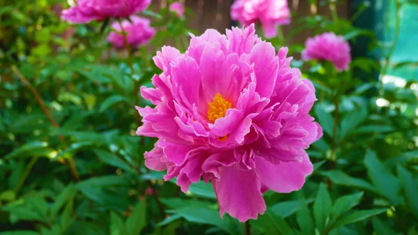 Leuchtend Rosa Große Pfingstrosenblüte Garten Frühlingsblumen — Stockfoto