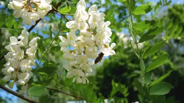 Gromady Białych Kwiatów Akacji Drzewie Przeciwko Błękitnemu Niebu Kwiat Akacji — Wideo stockowe