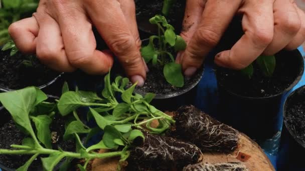 Kadın Elleri Yeşil Filizler Saksılara Çiçek Filizleri Genç Bitkileri Sularlar — Stok video
