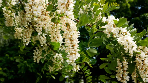 枝条上长着一丛簇盛开的白色相思树 春天芬芳的蜂蜜 白色相思树花 蜜蜂在花朵附近飞舞 — 图库照片