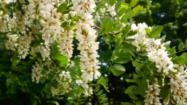 Baharda dallarda çiçek açan büyük beyaz akasya kümeleri. Baharda bal kokulu beyaz akasya çiçekleri. Arılar çiçeklerin yanında uçar.