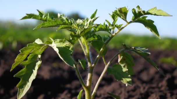 Grön Ung Tomatbuske Trädgården Mot Den Blå Himlen Våren Ekologiska — Stockvideo