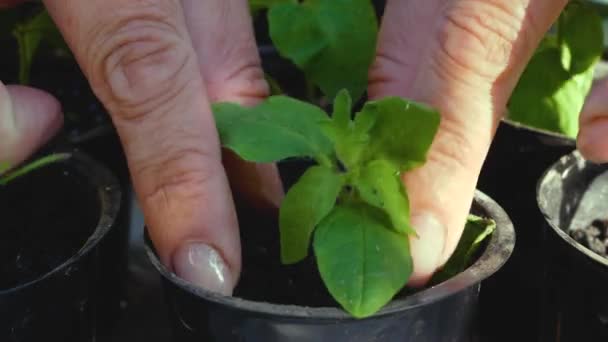 Mãos Mulheres Plantam Mudas Flor Potes Mudas Verdes Água Brotos — Vídeo de Stock