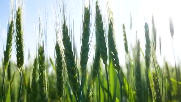 Нестиглі Вуха Пшениці Полі Проти Неба Коливаються Вітром Вирощування Пшениці — стокове відео