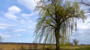 Baharda uzun dalları olan yalnız bir söğüt ağacı bulutlu mavi bir gökyüzüne karşı. Vahşi yaşamın arka planına karşı yalnızlık kavramı, yansıma ve meditasyon