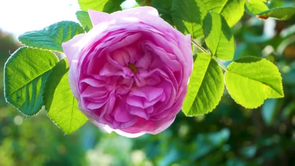 Delikat Rosa Blomma Blommande Ros Bakgrund Gröna Blad Trädgården — Stockvideo