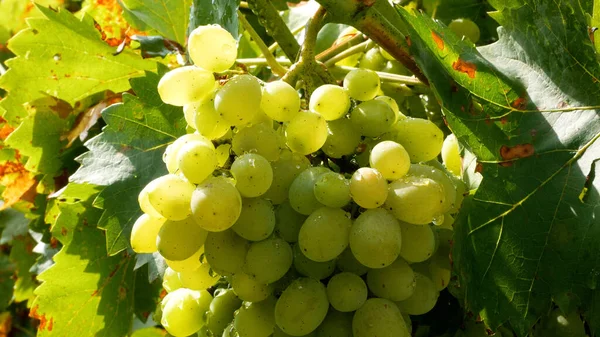 Grote Trossen Druiven Hangen Aan Wijnstok Tuin Een Panorama Rijping — Stockfoto