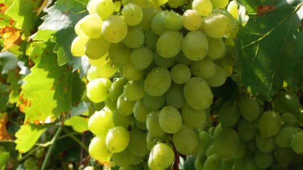 Große Trauben Hängen Der Weinrebe Garten Panorama Reifung Weißer Rebsorten — Stockvideo