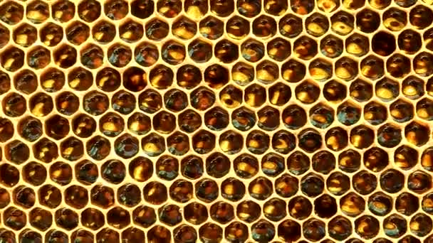 Sechseckige Goldene Honigwaben Aus Nächster Nähe Panorama Frischer Honig Glitzert — Stockvideo