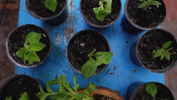 Mudas Plantas Jovens Pequenos Vasos Vista Superior Panorama Jardinagem Cultivo — Vídeo de Stock