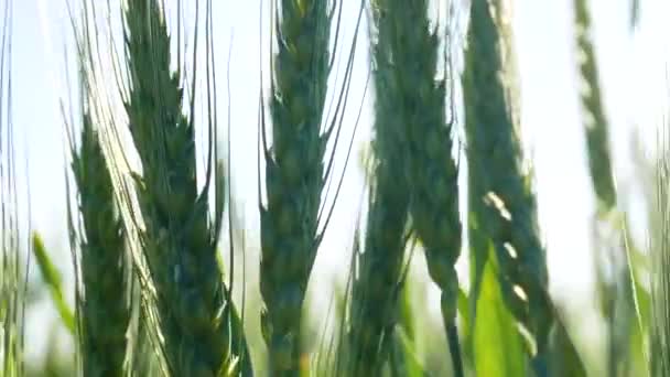 Unripe Ears Wheat Field Sky Sway Wind Wheat Cultivation Grain — Stock Video