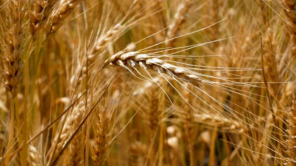 Ripe Golden Ear Wheat Field Ripe Wheat Sways Wind Cultivation — Stock Photo, Image