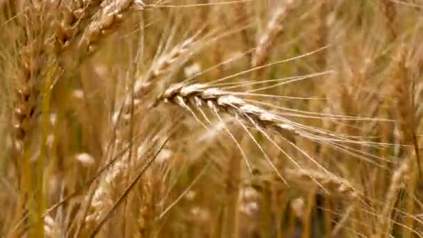 Olgun Buğday Tarlasında Rüzgarda Sallanan Olgunlaşmış Altın Bir Buğday Kulağı — Stok video