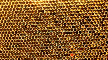 Doğru altıgen şekle sahip bal petekleri. Bal peteğinde parlıyor. Panorama. Arkaplan olarak doğal altıgenler