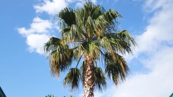 Büyük Bir Palmiye Dalının Dalları Mavi Gökyüzüne Karşı Rüzgarda Sallanıyor — Stok video