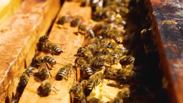 蜂の巣の中の蜂の多くは ハニカムでフレームに沿ってクロールし 翼を羽ばたきます ミツバチは花粉を集め 蜂蜜を生産する — ストック動画