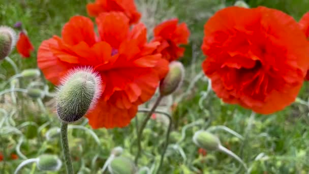 Великі Квіти Червоного Маку Траві Панорама Поняття Дикої Незайманої Природи — стокове відео