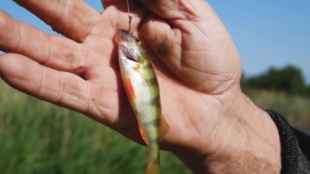 漁師の手にフックに小さな新鮮なキャッチパーチ 趣味として池で釣り 密漁からの池の保護 淡水魚の繁殖 — ストック動画