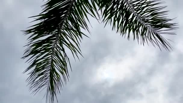 야자수의 커다란 가지들 바람을 구름이 휘날리는 하늘을 배경으로 부드럽게 평온하고 — 비디오