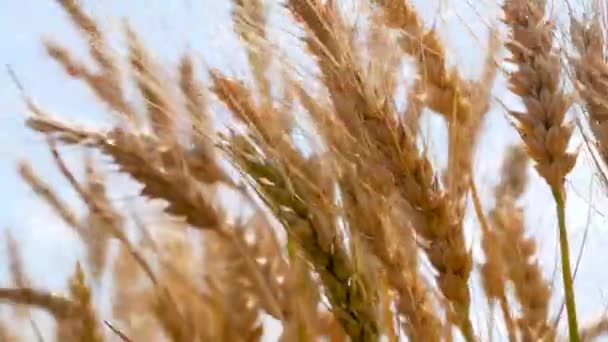 Zralé Uši Pšenice Houpají Větru Proti Modré Obloze Zrání Pšenice — Stock video