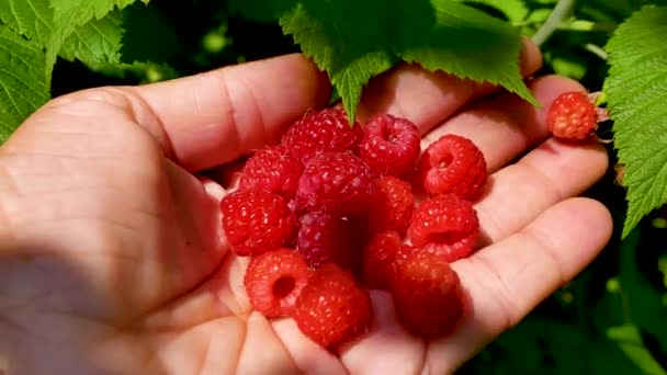 ラズベリーブッシュの緑の葉の背景に手に大きなラズベリーを熟す 夏に果実を収穫する テーブルにビタミンデザート 庭で栽培されている果実 — ストック動画
