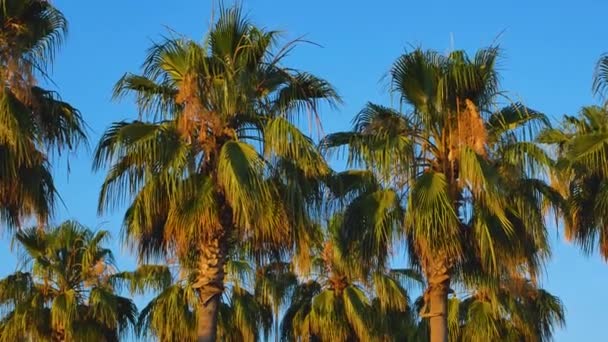 Viele Große Grüne Palmen Gegen Den Blauen Himmel Heißer Tag — Stockvideo