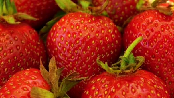 Fresas Fresas Rojas Jugosas Maduras Primer Plano Deliciosas Bayas Verano — Vídeo de stock