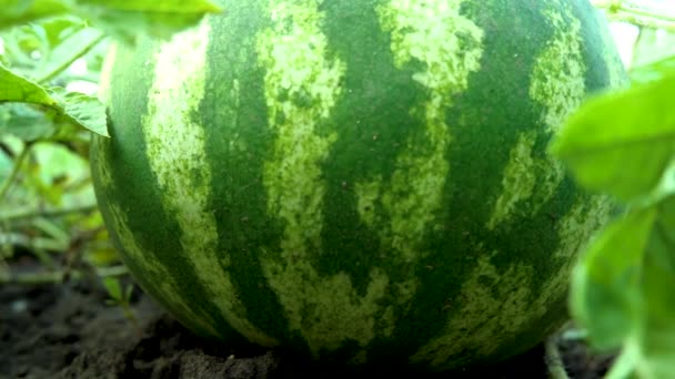 Reife Gestreifte Wassermelone Liegt Garten Nahaufnahme Beeren Und Früchte Ernten — Stockvideo