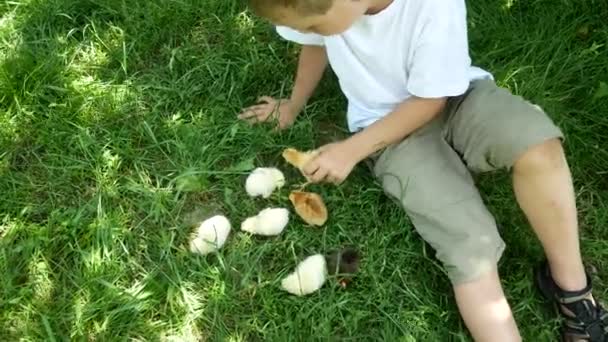 一个男孩和小鸡在绿草上玩耍 从上面看儿童与自然的交流 动物疗法 — 图库视频影像
