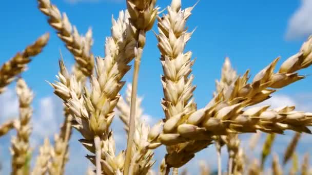 Zralé Zlaté Uši Pšenice Houpají Větru Poli Proti Modré Obloze — Stock video