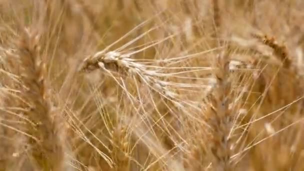 Olgun Buğday Tarlasının Ortasında Olgunlaşmış Buğdayın Altın Dikenleri Rüzgarda Hafifçe — Stok video