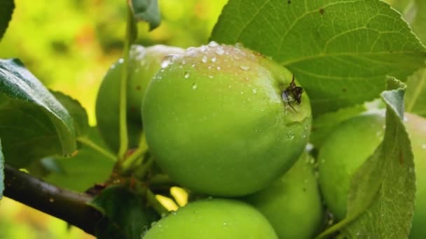 Egy Zöld Alma Harmatcseppekkel Alma Ágon Eső Után Almát Termeszt — Stock videók