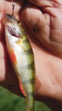 Bir balıkçının elindeki kancaya yeni takılmış küçük bir levrek. Hobi olarak gölde balık tutmak. Göletlerin kaçak avlanmaktan korunması. Tatlı su balığı yetiştiriyor.