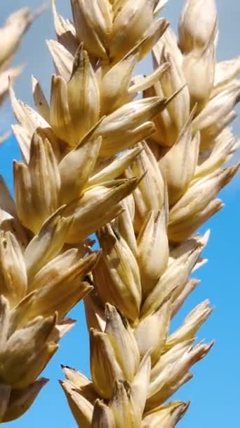 Zralé Zlaté Uši Pšenice Houpají Větru Poli Proti Modré Obloze — Stock video