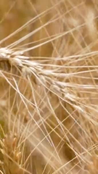 Goldene Ähren Aus Reifem Weizen Inmitten Eines Feldes Aus Reifem — Stockvideo
