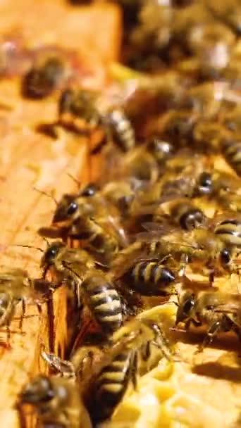 Многие Пчелы Присовочном Улье Ползают Рамам Сотами Взмахивают Крыльями Пчелы — стоковое видео